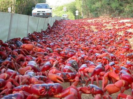 xblog crabs 1 1.jpg.pagespeed.ic .UXRop13DB8 1 Visor Notícias