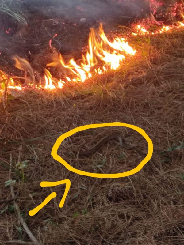cobra incendio norte sc 600x800 1 Visor Notícias
