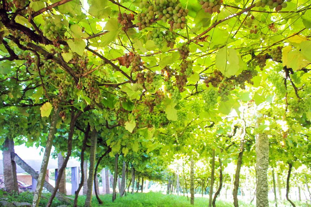 producao uva goethe vinho urussanga guilherme cordeiro 12 Visor Notícias