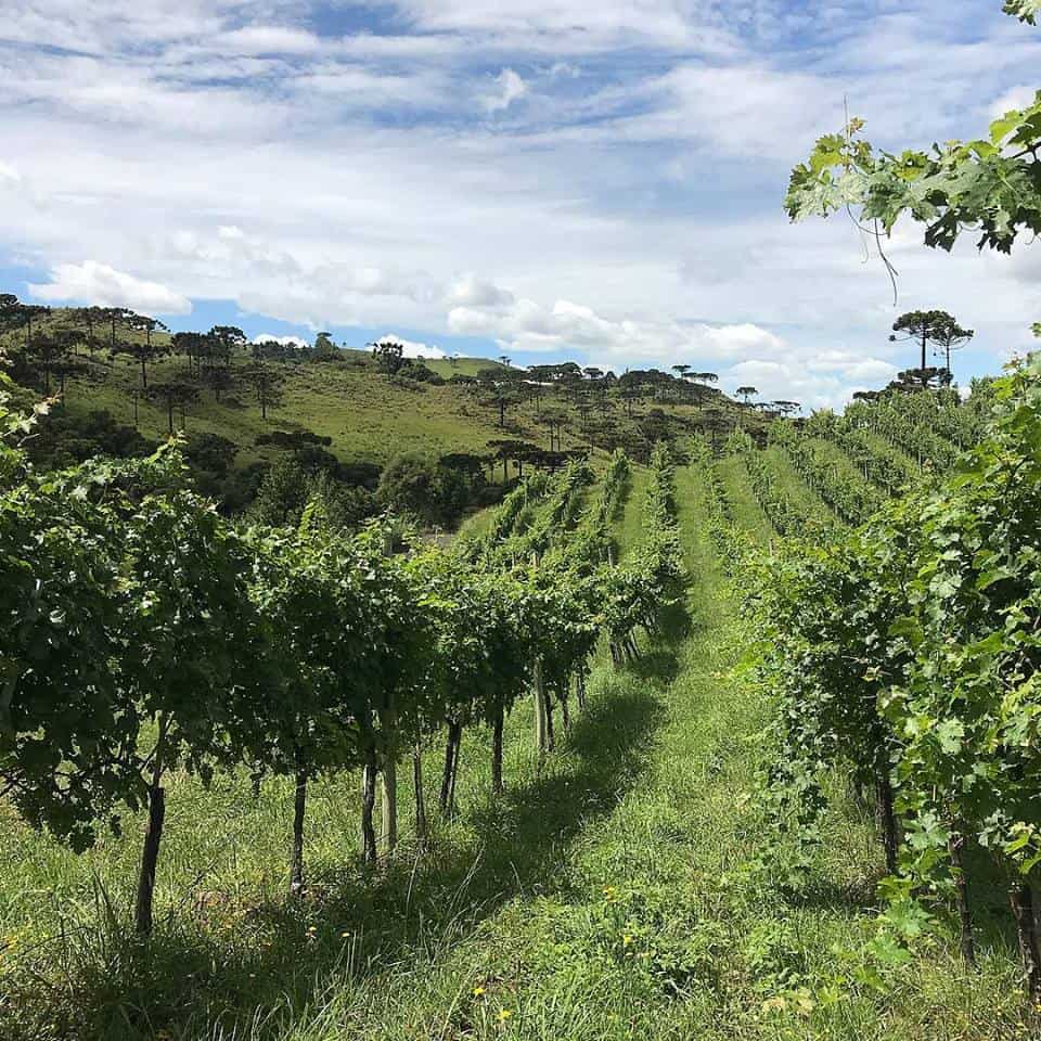 vinicolas de santa catarina3 Visor Notícias
